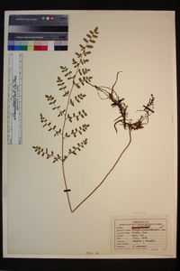 Pellaea andromedifolia image